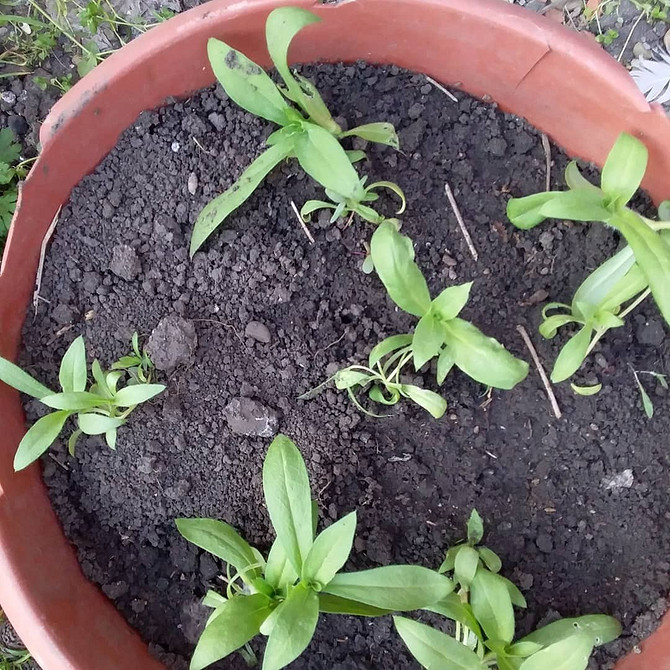 Догляд за петунією Вирощування ампельної петунії в підвісних контейнерах, догляд та полив.