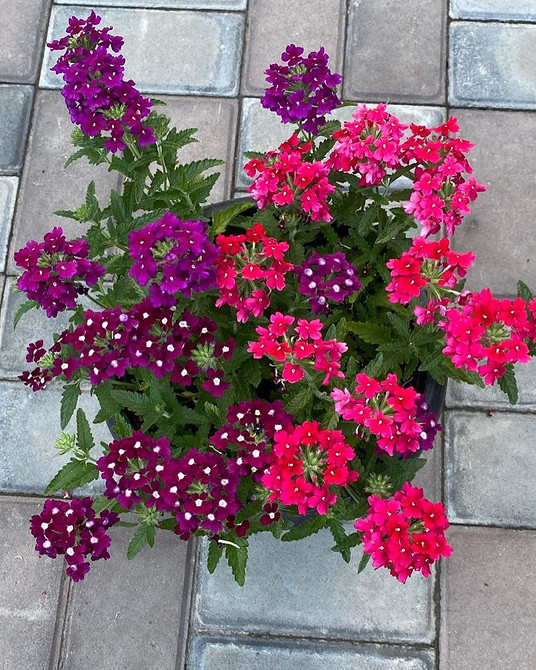 Крупний план яскравих квіток ампельної вербени у підвісному кошику на балконі