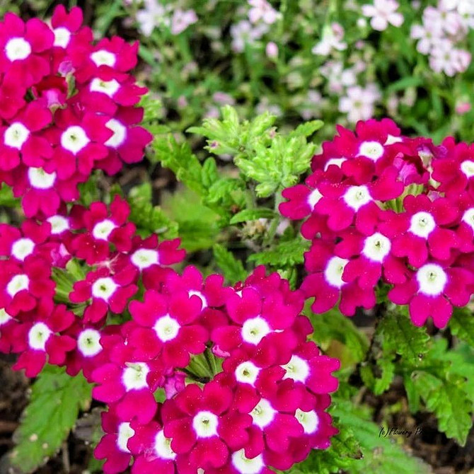 Квітуча ампельна вербена у підвісному кошику, розміщеному на терасі