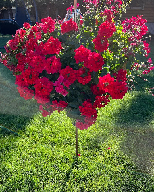 Яскрава ампельна вербена в кашпо, сонце, різноманітні відтінки кольорів.