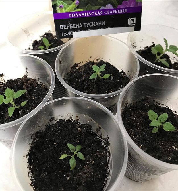 Квітуча ампельна вербена в горщику на балконі, поради з вирощування та догляду.