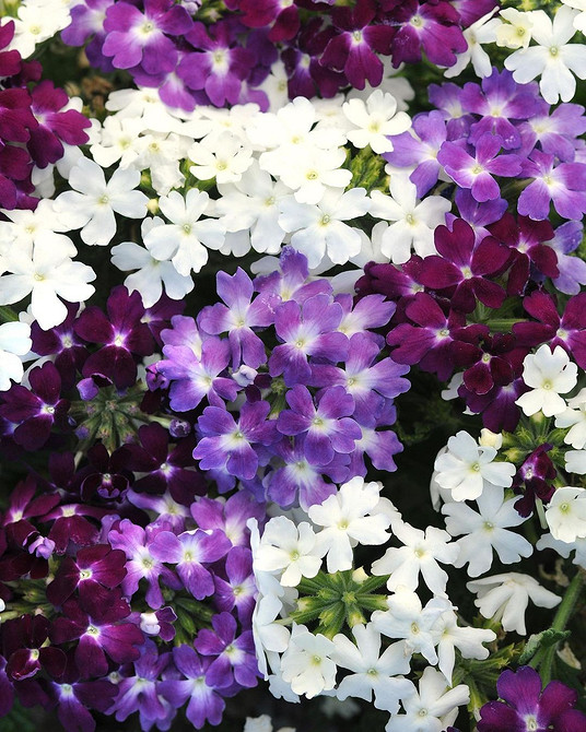 Темно-фіолетова ампельна вербена, крупний план квіток, тіньовитривалий сорт