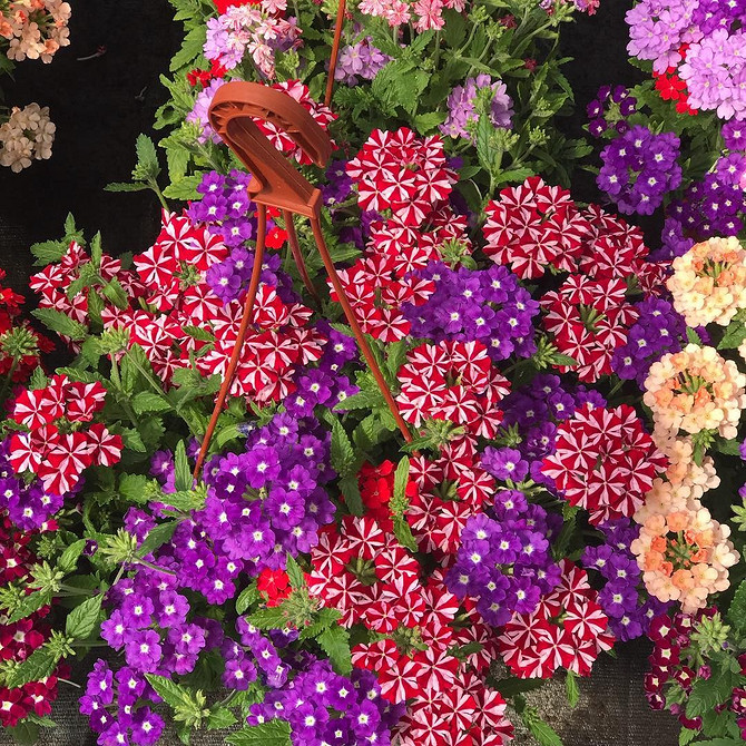 Вирощування ампельної вербени в домашніх умовах: молоді саджанці у горщиках