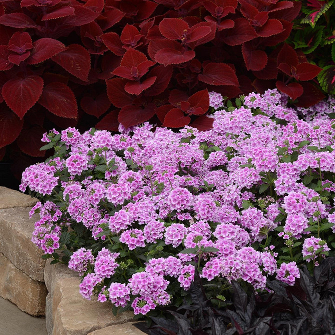 Композиція з ампельної вербени різних кольорів у великому контейнері.