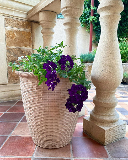 Різноманіття кольорів ампельної вербени в саду, чудовий вибір для кашпо 2026.