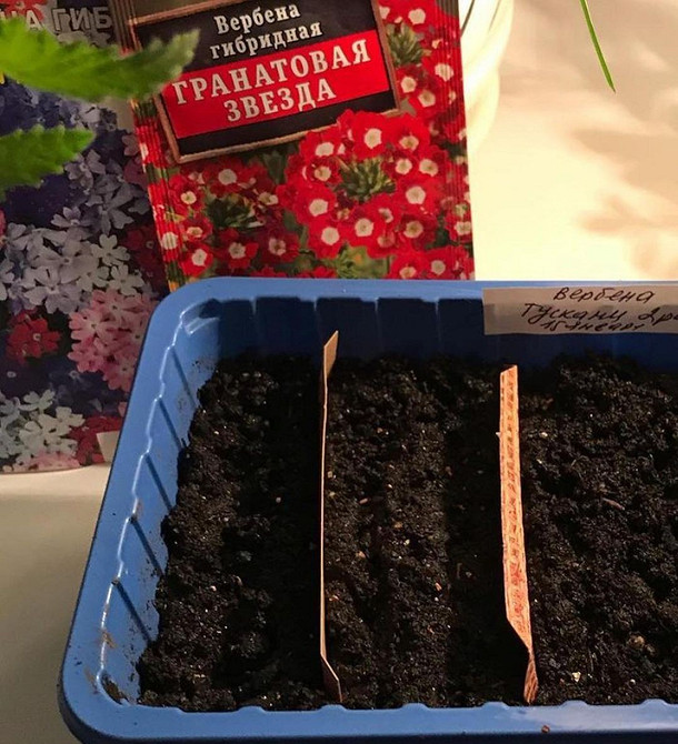 Крупний план квітки ампельної вербени, деталі цвітіння, вирощування та догляд.