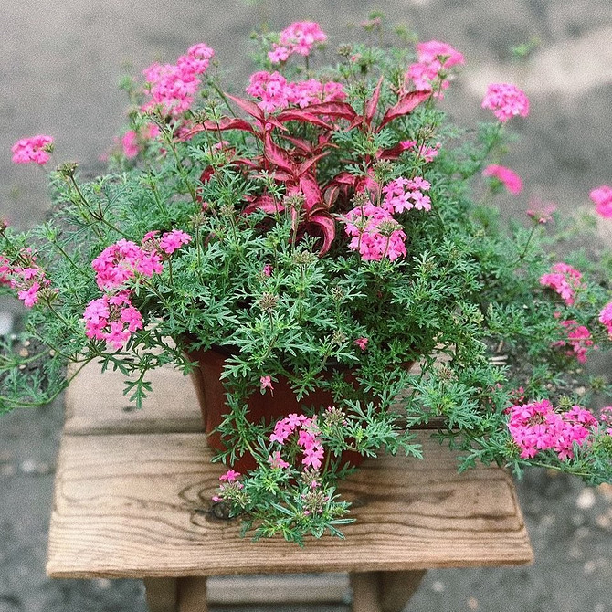 Ампельна вербена з білими квітами в тіні, тіньовитривала рослина для балкону.