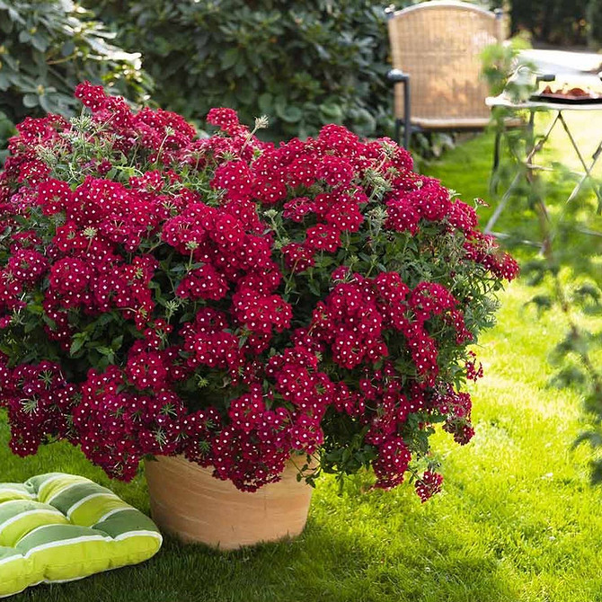 Приклад догляду за ампельною вербеною для рясного цвітіння в кашпо