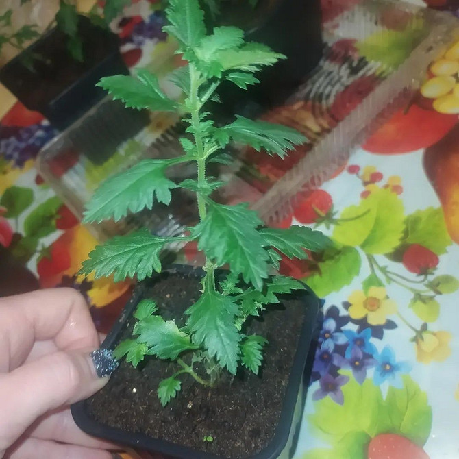 Підвісне кашпо з ампельною вербеною на терасі, рясне та тривале цвітіння.