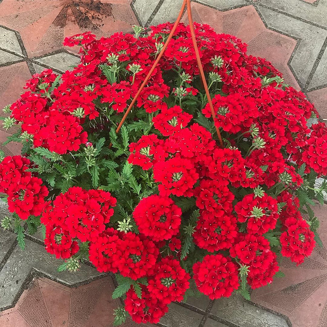 Ампельна вербена різних кольорів, вид зблизька, пишне цвітіння.