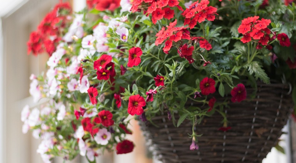 Пишна ампельна вербена різних кольорів у підвісному кашпо, рясне цвітіння.