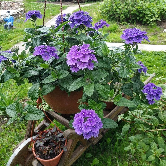 Крупний план квітки ампельної вербени, що демонструє деталі та яскраві кольори.