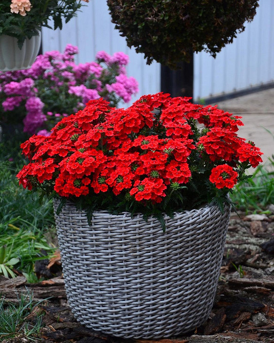 Жінка доглядає за ампельною вербеною в саду, обрізка сухих квітів.