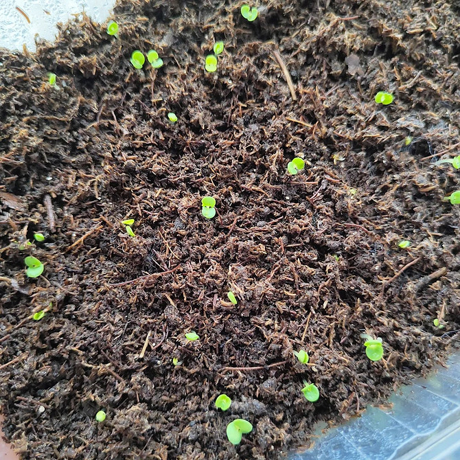 Ампельна вербена у підвісному кашпо, прикрашає вхід у будинок, тіньовитривала рослина.