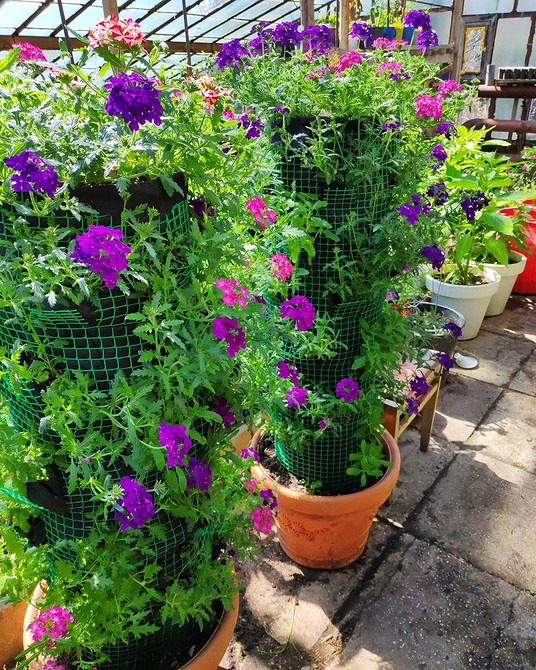 Вирощування ампельної вербени у контейнерах на балконі, рясне цвітіння