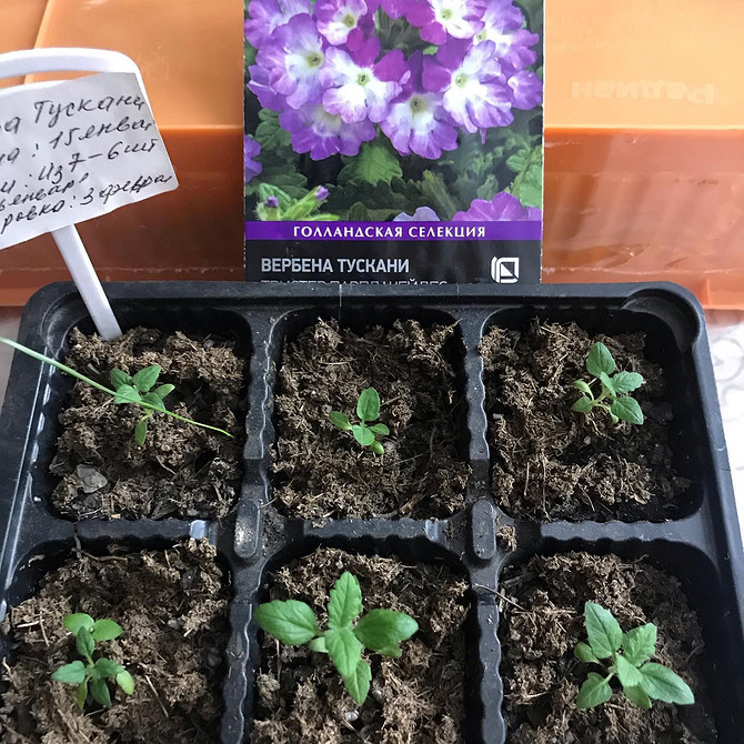 Поєднання різних сортів ампельної вербени в одній композиції для кашпо.