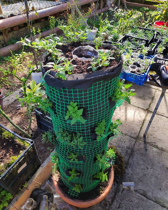 Ефектне поєднання ампельної вербени різних кольорів в одному кашпо