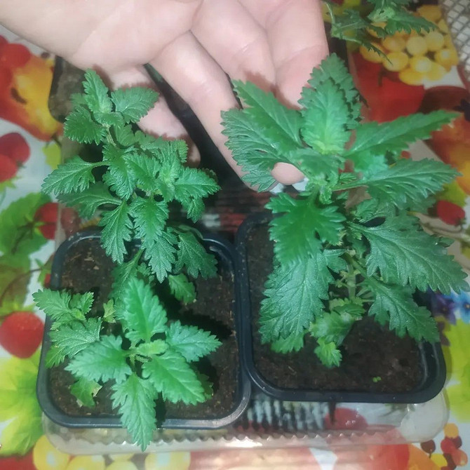 Ампельна вербена з рясним цвітінням білого та рожевого кольорів, вирощування в 2026 році.