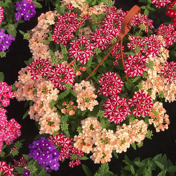 Ампельна вербена, висаджена в контейнер, на тлі садового ландшафту, зелень.