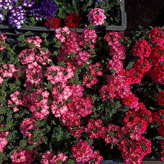 Композиція з ампельної вербени та інших квітів у великому садовому контейнері