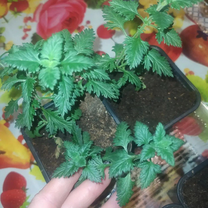 Квітуча ампельна вербена у вазоні, догляд та вирощування для рясного цвітіння.