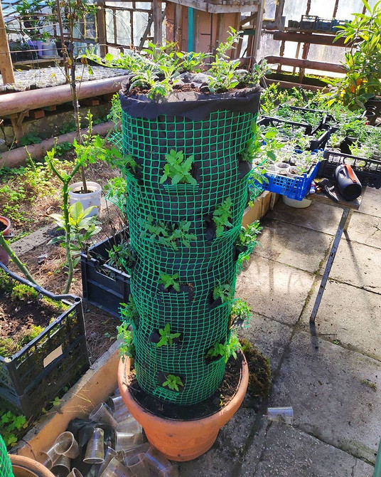 Тіньовитривала ампельна вербена з фіолетовими квітами у підвісному горщику