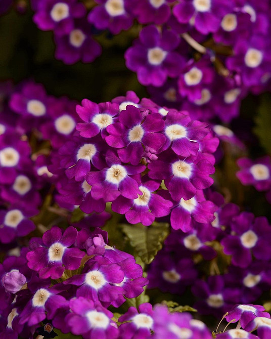 Догляд за ампельною вербеною: полив та підживлення рослини для пишного цвітіння