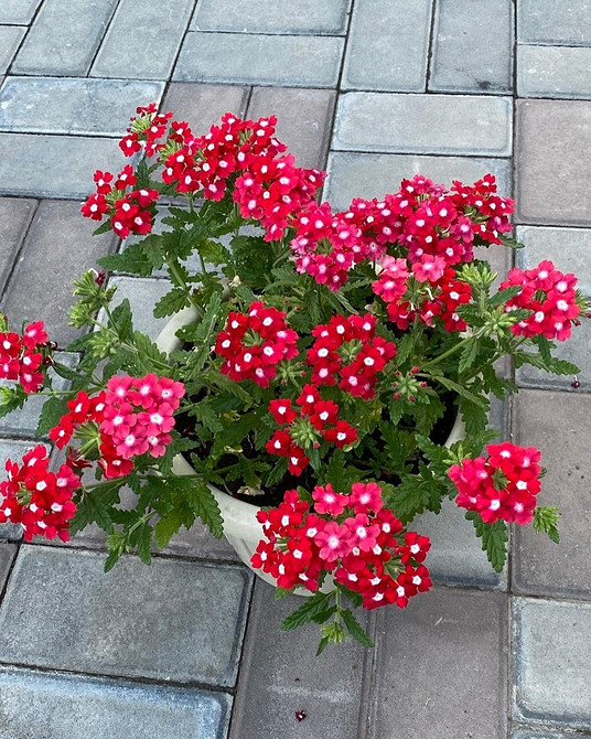 Пишне цвітіння ампельної вербени різних сортів у підвісних кашпо, ідеї для саду