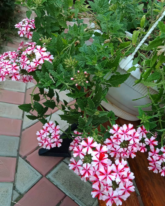 Ампельна вербена різних кольорів: рожева, фіолетова, біла, посаджена разом в кашпо