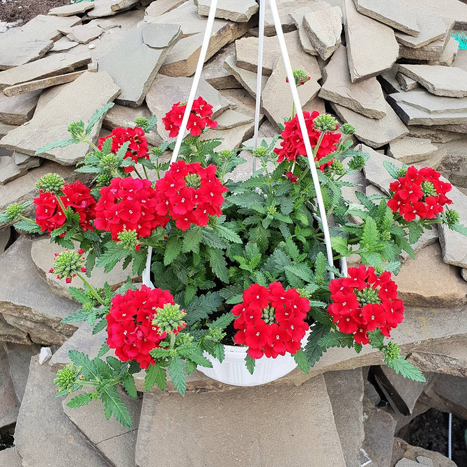 Різноманітні кольори ампельної вербени, вирощування в кашпо для прикраси саду.