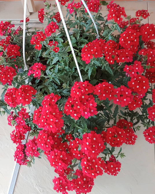 Рясне цвітіння ампельної вербени у підвісному кошику, ефектний вигляд.