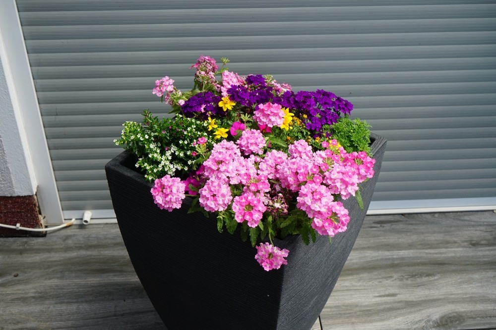 Ампельна вербена різних сортів в підвісних кошиках, поради щодо вирощування та догляду.