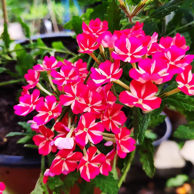 Каскад квітучої ампельної вербени звисає з підвісного кошика, рясне цвітіння