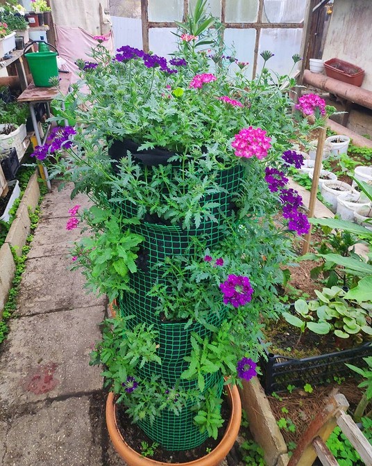 Крупний план квітки ампельної вербени, видно деталі пелюсток