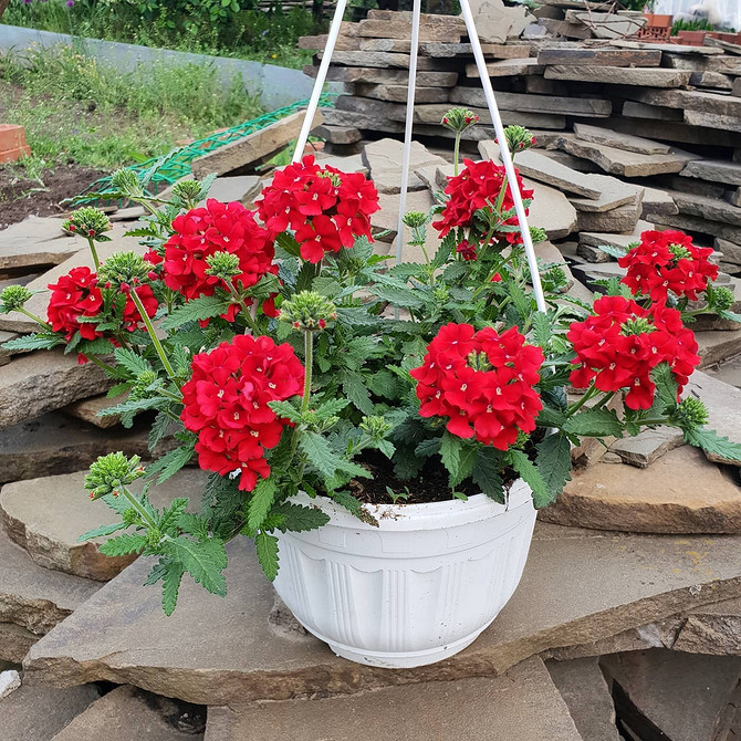 Підвісний кошик з ампельною вербеною на фоні зеленого газону, ландшафтний дизайн