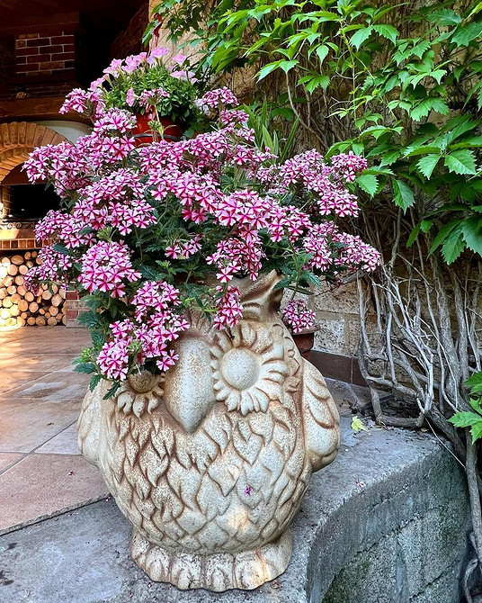 Ампельна вербена з білими квітами, що звисають з підвісного кошика