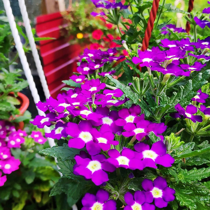 Крупний план квітки ампельної вербени, деталізовані пелюстки та текстура.