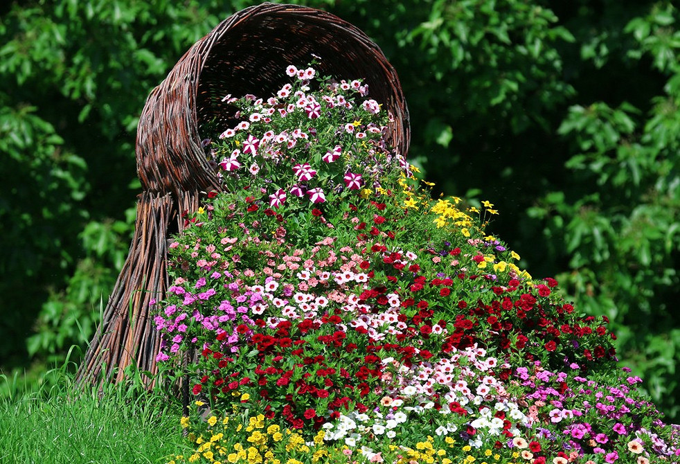 Рясне цвітіння ампельної вербени у великому садовому вазоні