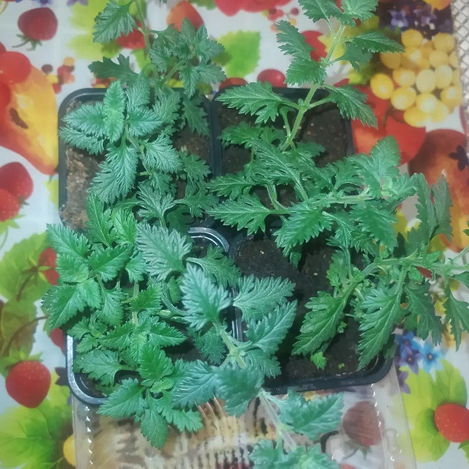 Пишне цвітіння ампельної вербени різних кольорів, секрети вирощування в домашніх умовах.