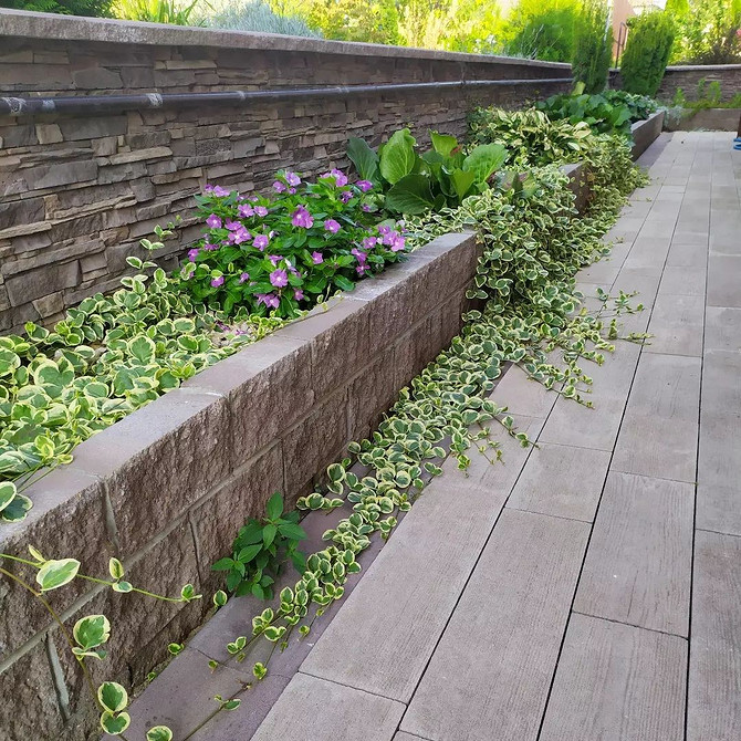 Ландшафтний дизайн з барвінком Різноманітні види барвінку в ландшафтному дизайні: ідеї для натхнення.