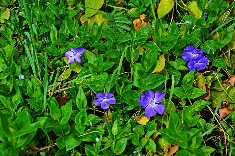 Барвінок: стійкий до морозів Морозостійкий барвінок: вирощування в умовах українського клімату.