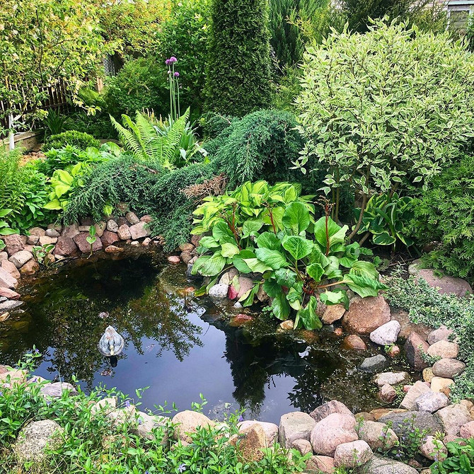 Квітучий барвінок у саду Барвінок у саду: красиві квіти та листя на тлі зеленої трави.