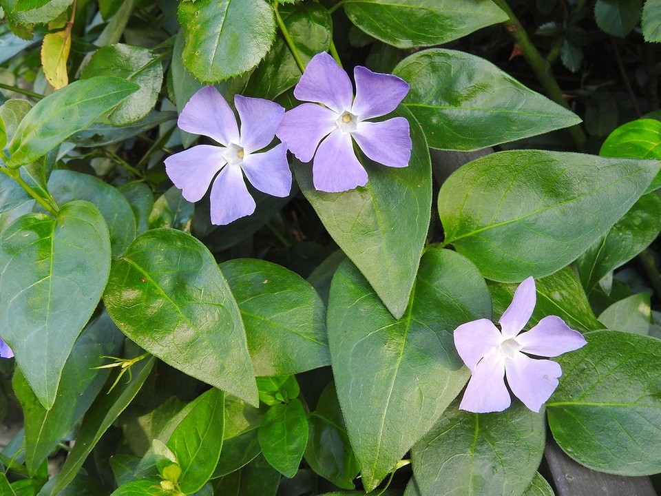 Ландшафтний дизайн з барвінком Барвінок в ландшафтному дизайні: ідеї для затінених ділянок саду.