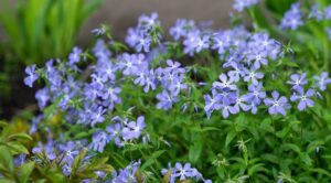 Барвінок у саду: як створити затишний куточок своїми руками