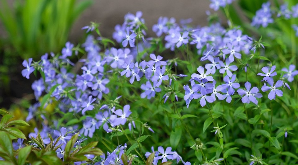 Барвінок у саду: як створити затишний куточок своїми руками — Барвінок вирощування та догляд