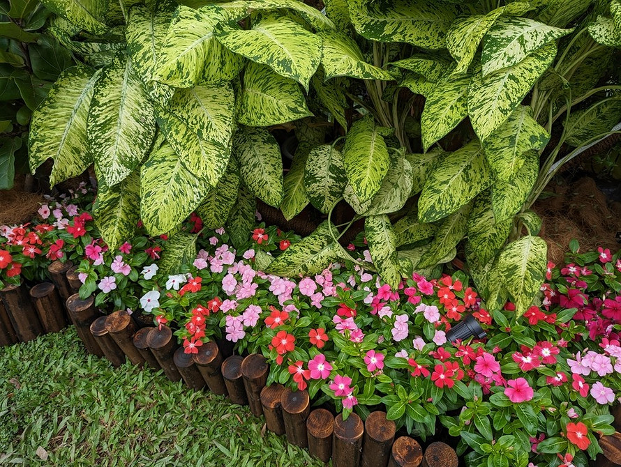 Барвінок: тренди 2026 Барвінок в ландшафтному дизайні 2026: сучасні ідеї та тенденції.