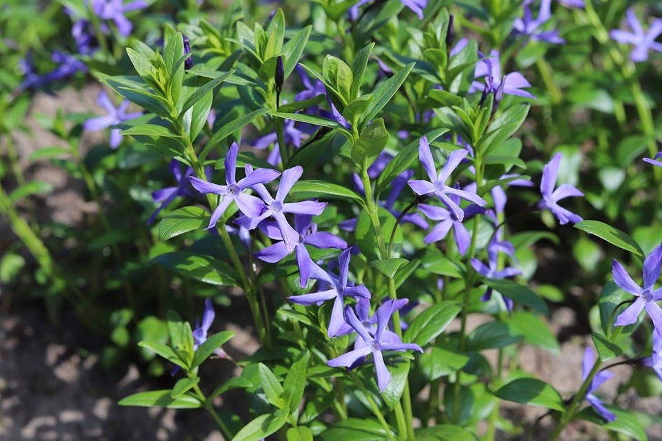 Догляд за барвінком: просто та легко Догляд за барвінком: поради щодо поливу, підживлення та обрізки.