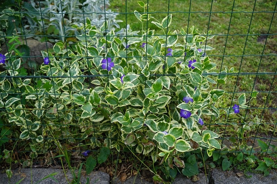 Барвінок квітучий Квітучий барвінок у саду, красива рослина для затінених ділянок, морозостійкий