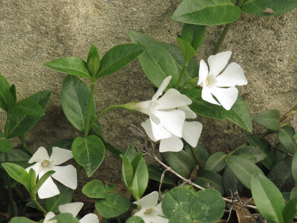 Барвінок: різноманіття видів Різні види барвінку: фотогалерея рослини в садовому дизайні.