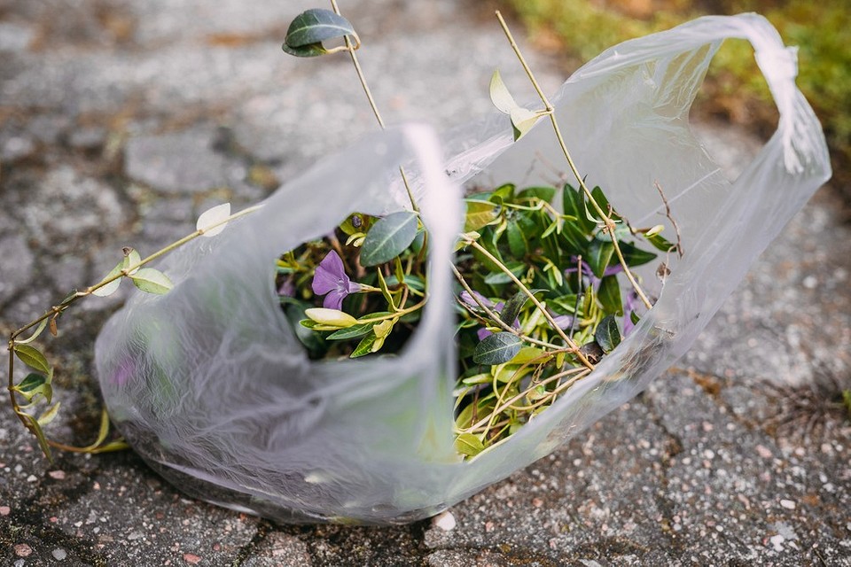 Барвінок в дизайні Барвінок у ландшафтному дизайні 2026: ідея для затишного куточка своїми руками